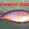Sensation Baits  3 kg Extrem liver bojli + s1 oldódó fokhagymás  - 4. kép